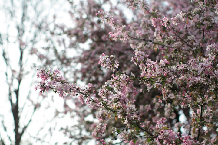 cherry blossoms