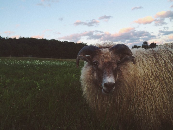 icelandic sheep saipua