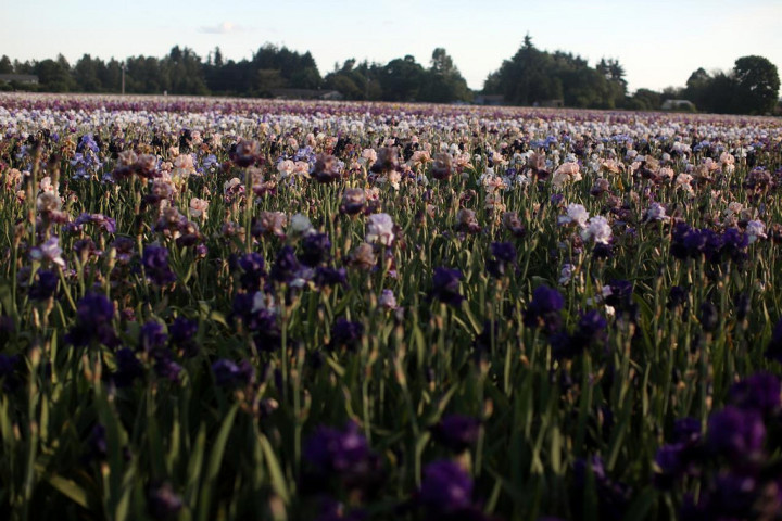 iris flower field