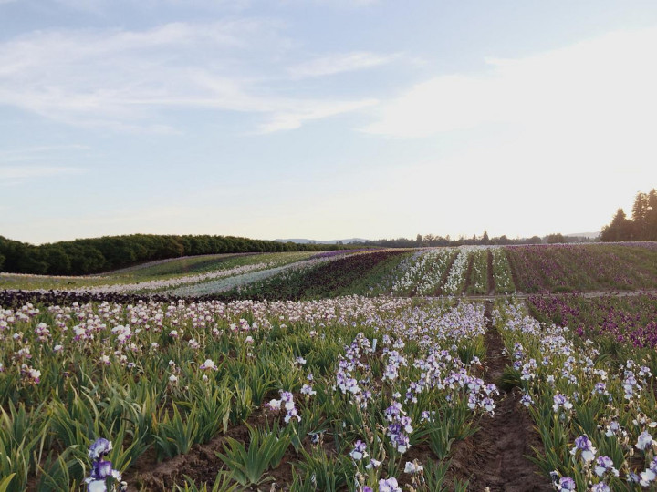 iris flowers saipua