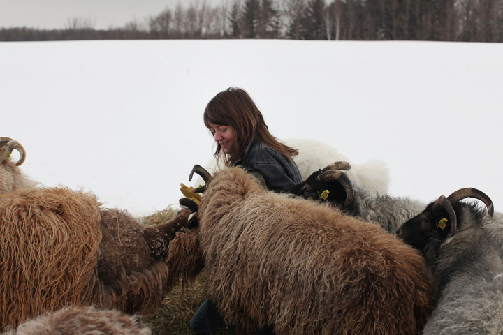 sarah ryhanen sheep